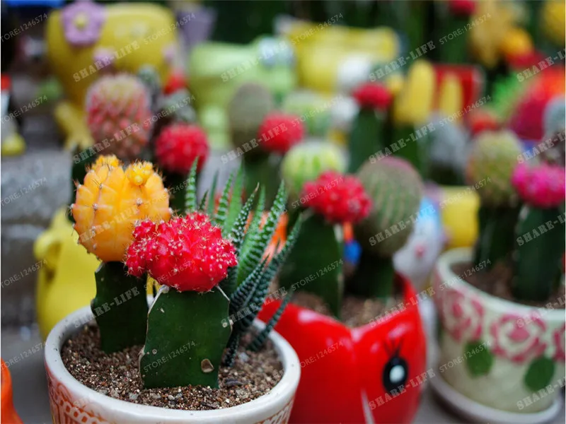 Multifarious Ornamental Plants 100 Mixed Cactus Bonsai Attractive Impressive 100%NATURAL Home & Garden Bonsai Plants Multifarious Ornamental Plants 100 Mixed Cactus Bonsai Attractive Impressive 100%NATURAL Home & Garden Bonsai Plants