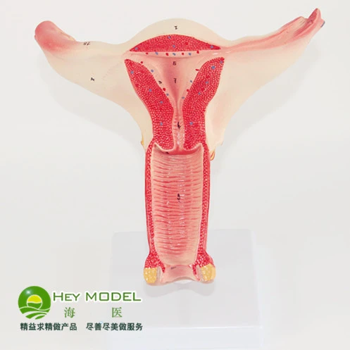 子宮モデル卵巣膣子宮解剖送料無料 Model Anatomy Ovary Modelanatomy Model Aliexpress
