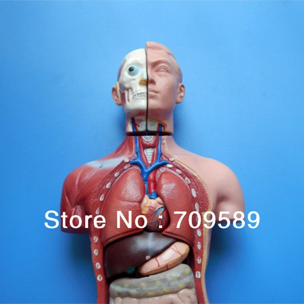 

ISO 42CM Human Torso with Internal Organs 13 Parts, Male Torso model