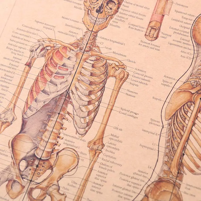TIE LER Скелет структуры тела нервная система Плакат Бар домашний декор ретро крафт-бумага живопись 42x29 см стикер на стену