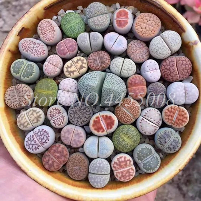 500 pcs/ bag Exotic Mini Succulent Cactus Rare Succulent Perennial Herb Plants Bonsai Pot Flower Indoor for Garden Flore Pot 500 pcs/ bag Exotic Mini Succulent Cactus Rare Succulent Perennial Herb Plants Bonsai Pot Flower Indoor for Garden Flore Pot