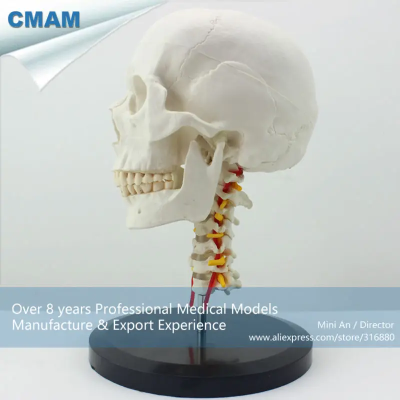 

CMAM/12332 Skull, cervical vertebra, Plastic Skull Medical Anatomical Model