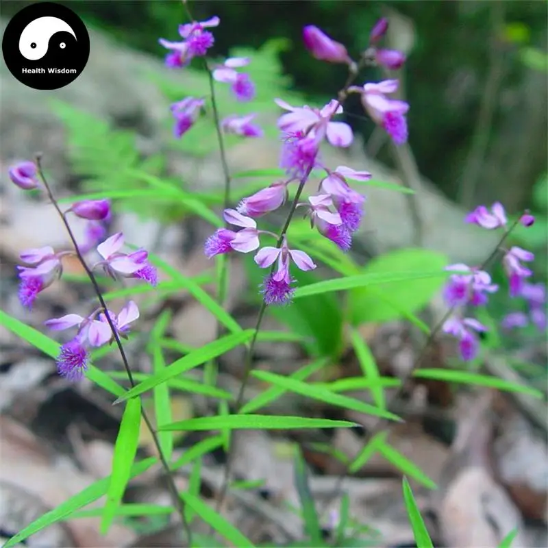 Купить Polygala Tenuifolia Semente 400 шт растение травы радикс полигалае для юаней Zhi