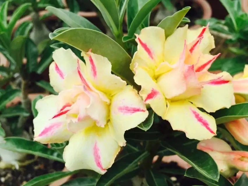 5PCS 100% Genuine Fresh Real Adenium Obesum semillas - Bonsai Desert Rose Flower Plant Sementes