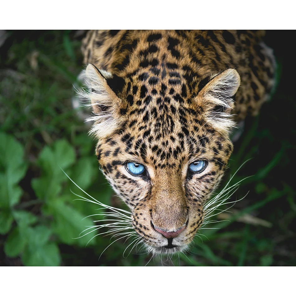 

Sashiko Animals Diamond Painting DIY 5D Full Round/square Cross Stitch Diamond Embroidery Patterns Home Decor Painting