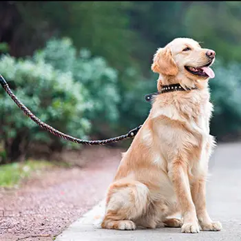 

Luxury Pet Dog Collar Leather Leash Set Lead Traction Rope Black XL Adjustable Collar and Leash Set For Large Dog Big Leather