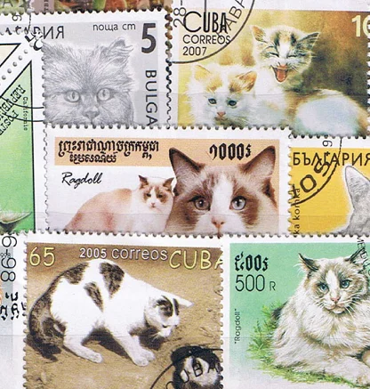 50 шт./упак. Cat все отличаются из многих стран нет повторных неиспользованных