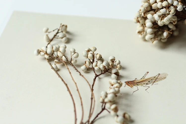 Denisfen натуральные декоративные сушеные цветы белые снежные бобы ветка букет мини ягоды для украшения дома NDSB17081001