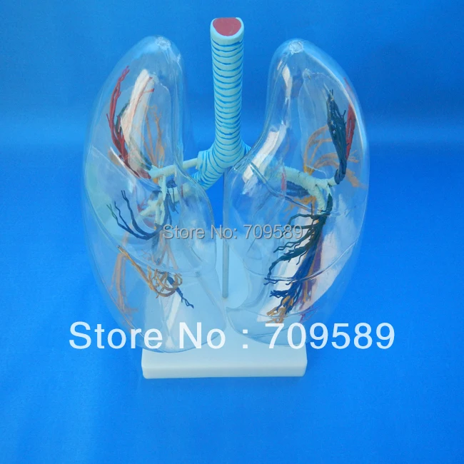 

HOT SALES New Human Anatomical Medical Transparent Lung Segment Model