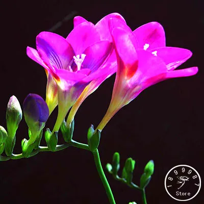 Промо-акция! желтая фрезия бонсай растения сад орхидей 100 шт./пакет,# UY406W - Цвет: 1