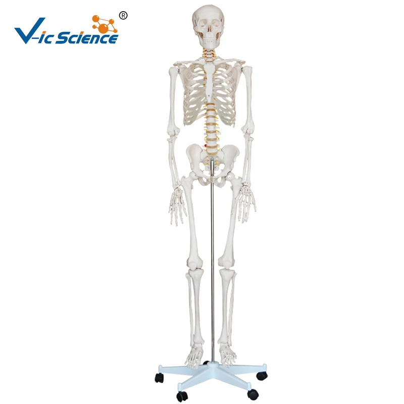 Life Szie 180 см медицинские пластмассовые искусственные научные ранцы для