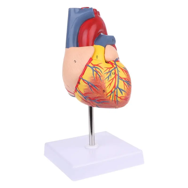 

Disassembled Anatomical Human Heart Model used in Anatomy Medical Teaching Tool with number mark