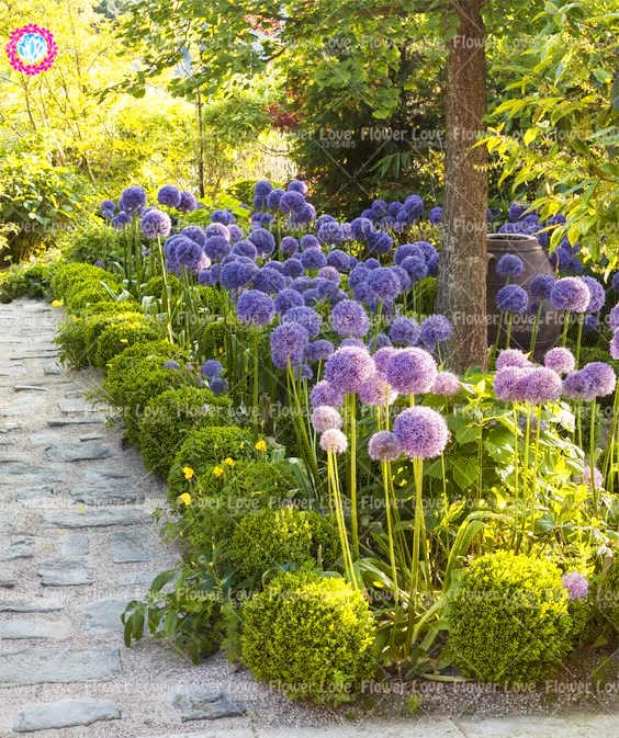 

100pcs Mixed Colour Giant Onion flower Allium Giganteum Beautiful Flowers home Garden potted Plant Rare Flower For Children