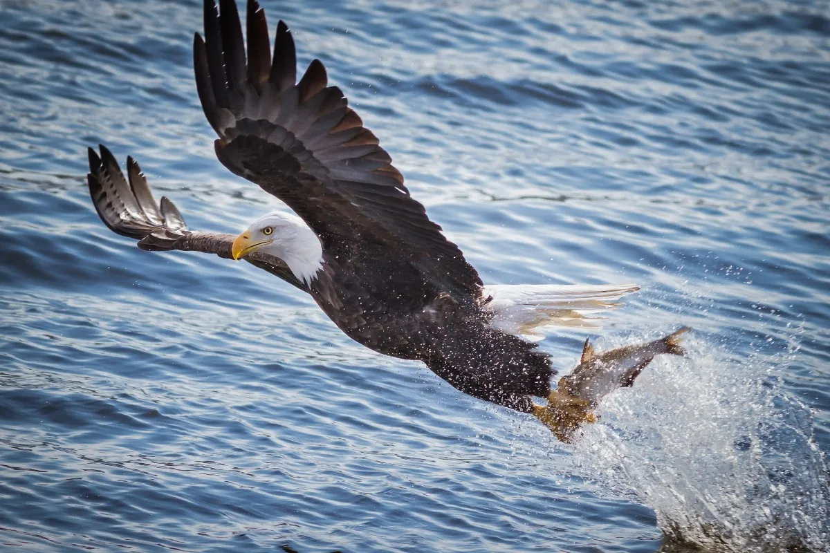 custom print fabric poster bald eagle successfully capturing fish