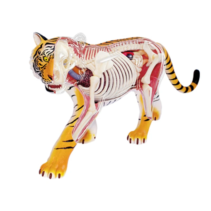 организм тигра. анатомия тигра сбоку. внутреннее строение тигра. 4d vision tiger anatomy model. внутренне строение тигра.