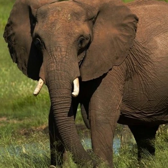 Elephant  Hwange NP  Zimbabwe  Africa Poster Print by David Wall (24 x 35)