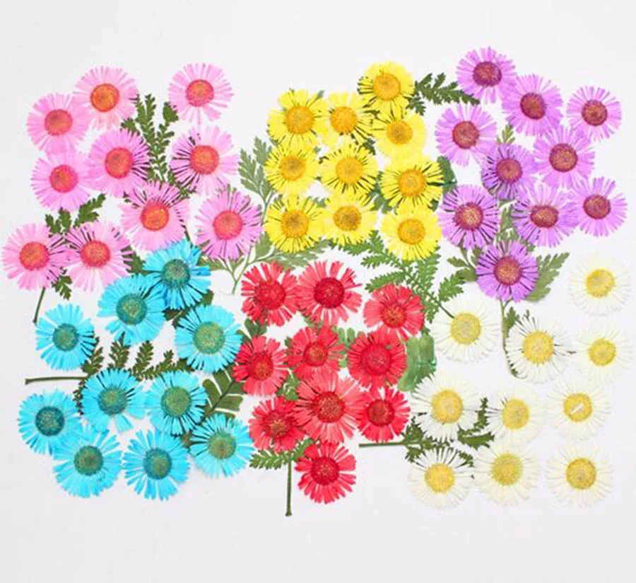 60pcs Pressed Dried Erigeron Annuus Flower Plant Herbarium For Jewelry Postcard Invitation Card Phone Case Bookmark DIY | Дом и сад