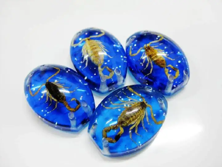 

FREE SHIPPING Insect Cabochon Accessories Golden Scorpion Specimen blue bottom 5 pcs Lot TAXIDERMY GIFT
