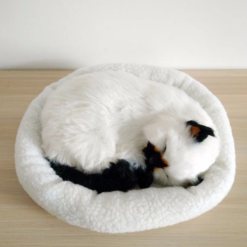 cat01