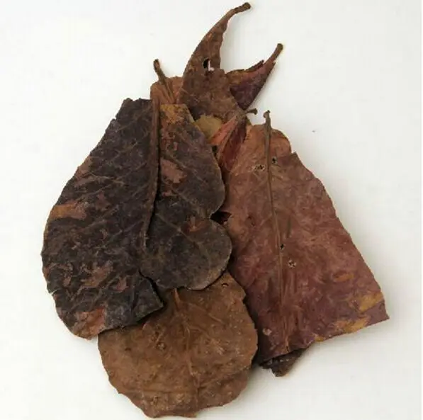 

50pcs 10~25cm Natural Terminalia Catappa Foetida Leaves Island Almond Leaf tropical almond leaves