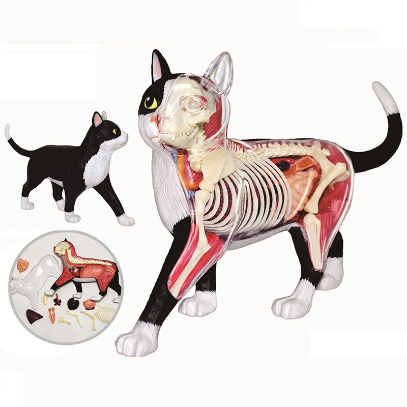 

4D Animal black and white cat orange cat organ anatomy assembled toy model medical teaching aids DIY kit