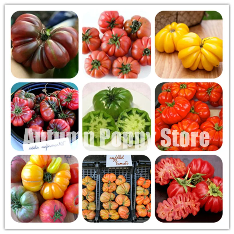 

New Fresh Zapotec Ruffled Tomato Bonsai Rare Mexican Organic Heirloom Tomato Bonsai,150 Pcs / Lot, Dark Pink Delicious Fruits