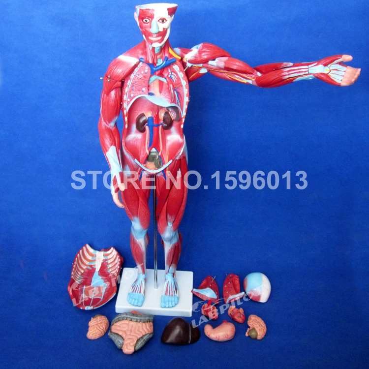 334 muscle model (9)