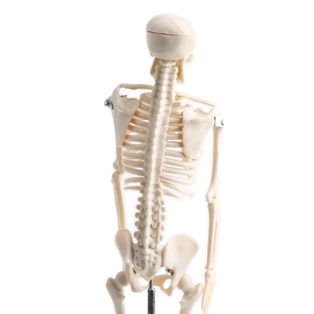 42cm Human Children Body Skeleton Model & 85cm Skeleton Bone Model with Heart Vessel School Anatomical Models Teaching Aids