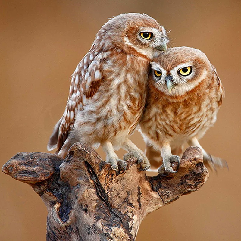 

5D Diy Diamond Painting Cross Stitch Owl Animals Full Square Diamond Embroidery Rinestones Painting Diamond Mosaic Home Decor
