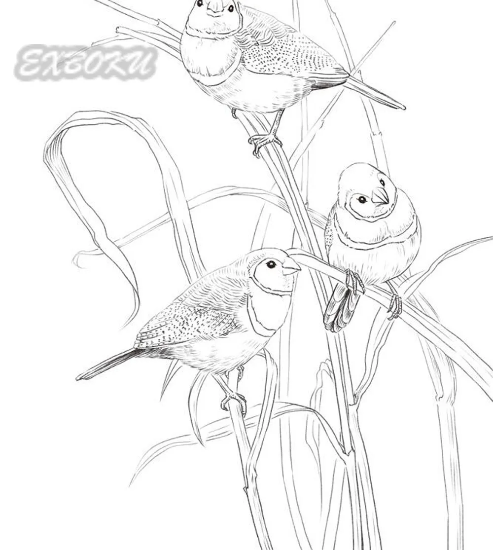 Libri Da Colorare Per Adulti Linea A Matita Disegno Schizzo Pittura cinese Libro D arte prende 100 Tipi Di Fiori Uccelli in Libri Da Colorare Per