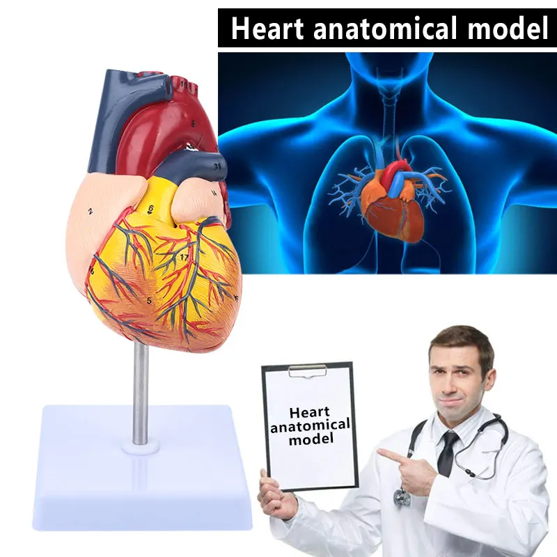 Прочный сердечный анатомическая модель исследование разборное Сердце Модель Анатомия медицинский анатомический модель теменная
