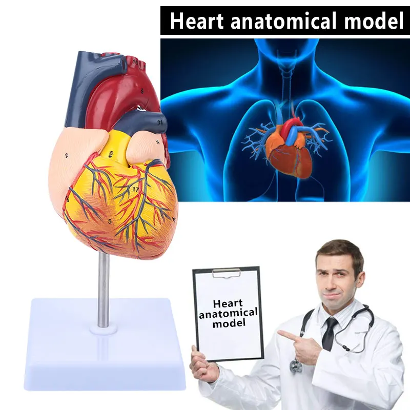 

Durable Heart Anatomy Model Study Dismountable Heart Model Anatomy Medical Anatomical Model Parietal