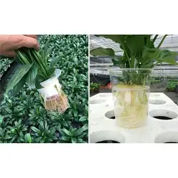 1 шт. Soilless Гидропонные овощи кассеты для рассады детская губка для выращивания цветов Soilless губки для растений