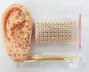 

Auricular point location reflex area 22cm ear model +copper Auricular probe+600pcs /pack Cowherb seed stickers free shipping