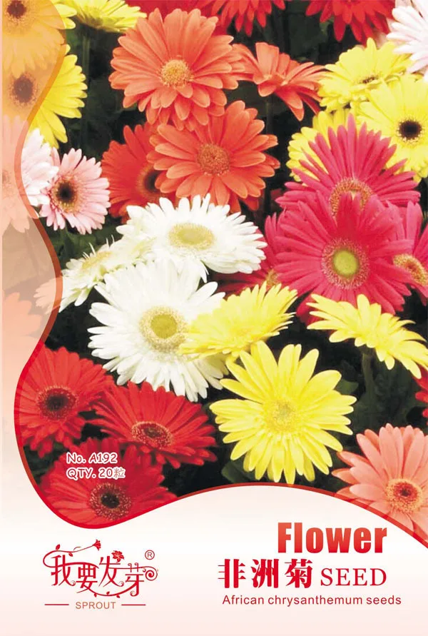 20 Seeds / Pack,African chrysanthemum seeds,Barberton Daisy flower