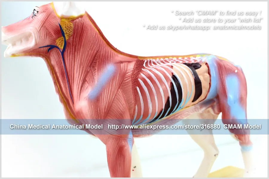 A05 dog acupuncture model 1