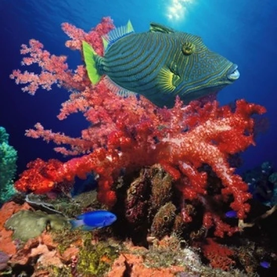 Orange-Lined triggerfish (Balistapus undulatus) and soft corals in the ocean Poster Print (14 x 11)