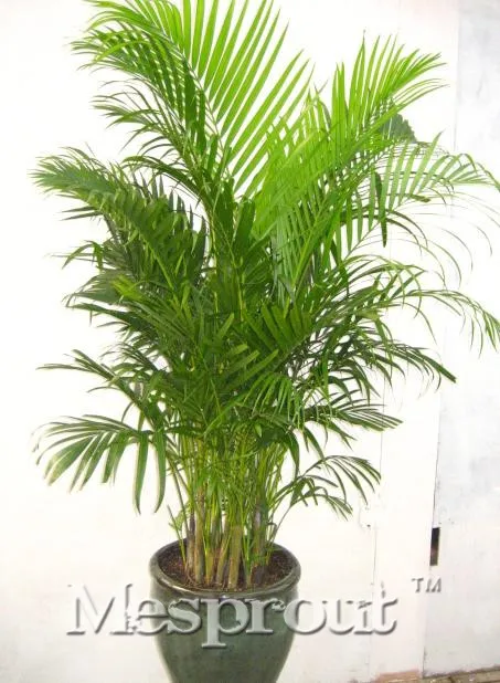 

Rare Tree Bonsai 10PCS Japan's Hawaiian Coconut Bonsai. Foliage Plants Magic Plant.Cheap Bonsai DIY Home Gardening!