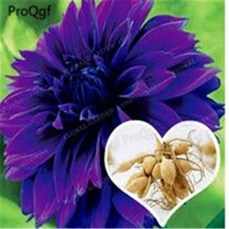 

10Pcs A Set True Purple Dahlia Bulb Symbolizes Courage