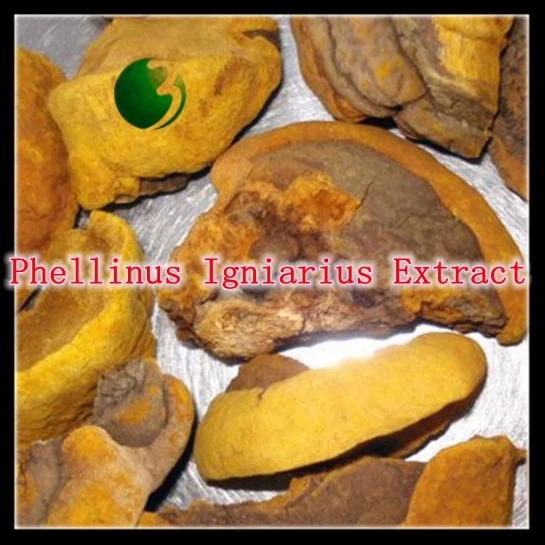 

1Pack 100% Natural Phellinus Igniarius Extract Powder 30% Polysaccharide 500mg x 300caps healthy for stomach