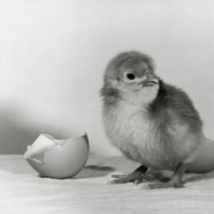 Chick hatched from an egg Poster Print (18 x 24)