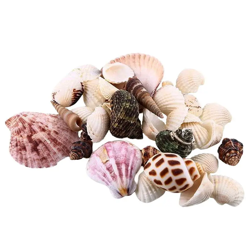 100g/120g Sea Shells Aquarium Decoration Style Mediterranean Shell / Conch Aquarium Parts Christmas/wall Hanging Decoration - Цвет: 100g