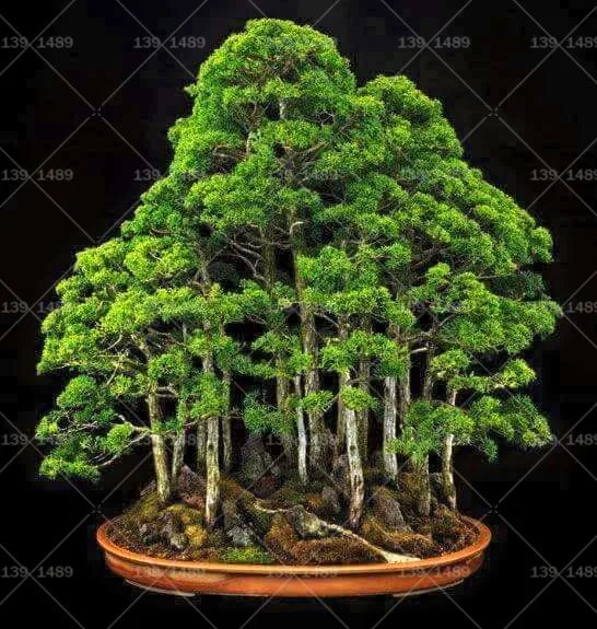 50pcs/Bag Thunbergii Black Pine bonsai Tree flores Potted Plants Japanese bonsai Pine Tree for home garden plants