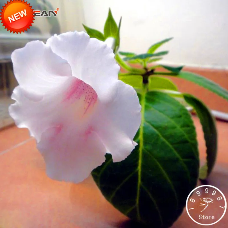 Flowering plants perennials koop goedkope flowering plants ...