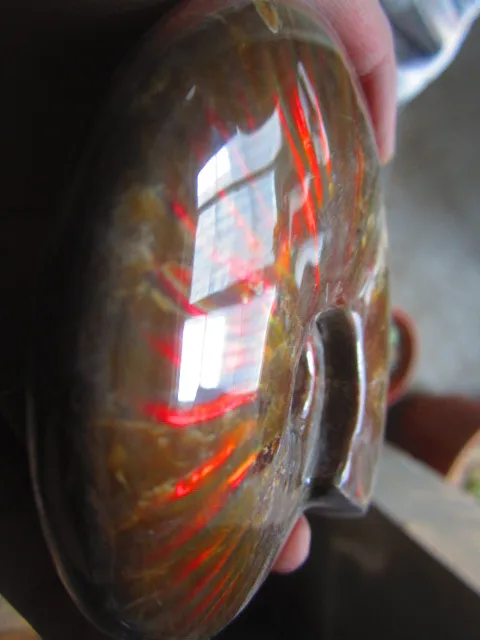 Special Price 427g(0.93 lb) Iridescent Ammonite Ammolite Specimen Fossil Madagascar BFB1119