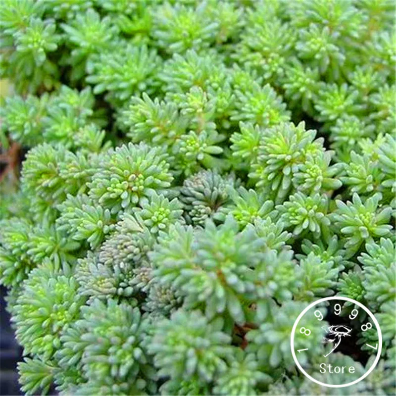 

100 PCS New 2018!Sedum Spanish Stonecrop Succulent Plantas bonsai plant DIY home garden flower Plants