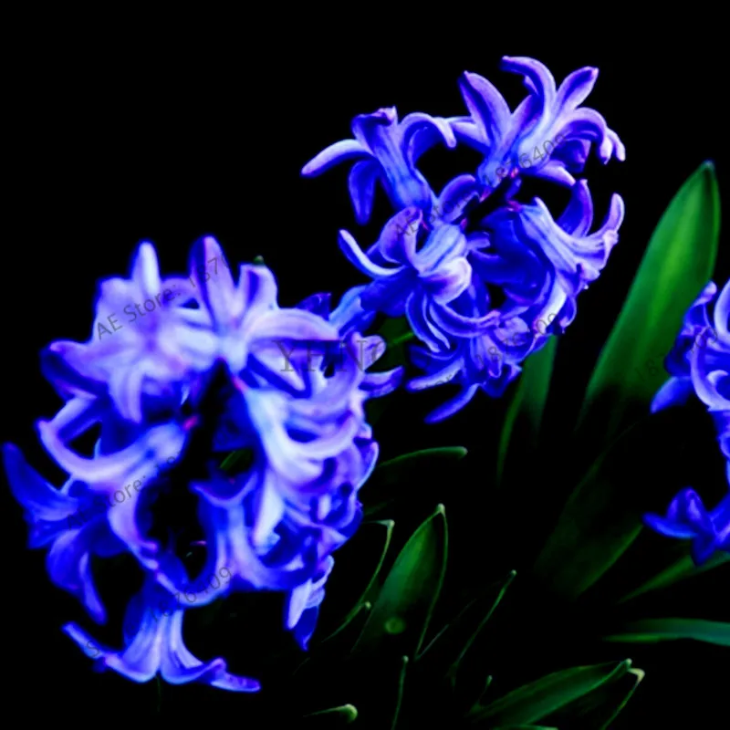 100 шт./пакет гиацинт сад самый лучший Germinate Пруд аквариум flores домашние зиппелианус цветочные горшки для бонсай растения - Цвет: 13