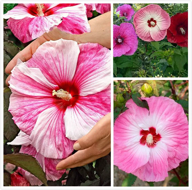 100 giant hibiscus Hibiscus seeds Dinnerplate Perennial Flower Flower
