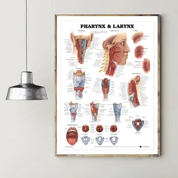 

Pharynx Larynx Art Silk Poster Prints Home Wall Decor Painting