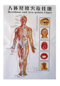 

3pcs 50*80cm Meridians and Acu-points chart acupuncture massage wall chart Chinese and English acupuncture chart